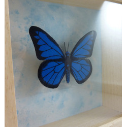 Faux papillon Morpho bleu et noir encadré