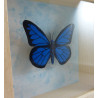 Blue and black faux Morpho butterfly box frame