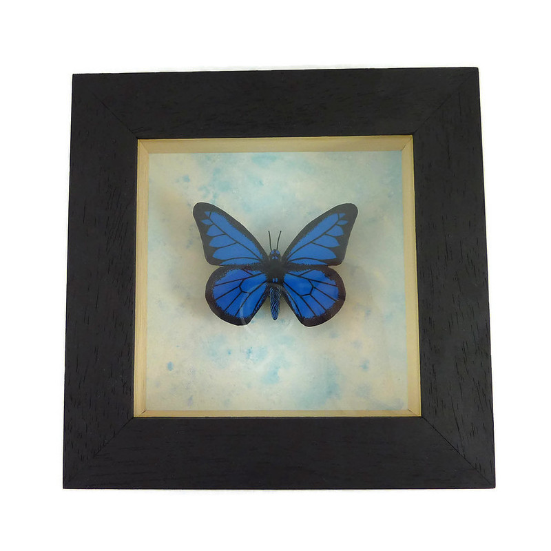 Faux papillon Morpho bleu et noir encadré