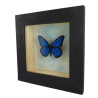 Blue and black faux Morpho butterfly box frame