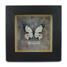 Black and white faux "Papilio dardanus" butterfly box frame