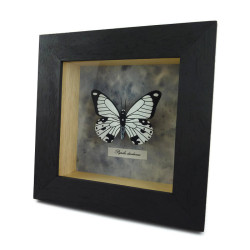 Faux papillon "Papilio dardanus" noir et blanc encadré