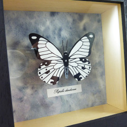 Faux papillon "Papilio dardanus" noir et blanc encadré