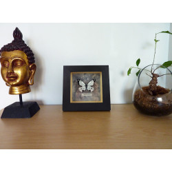 Black and white faux "Papilio dardanus" butterfly box frame