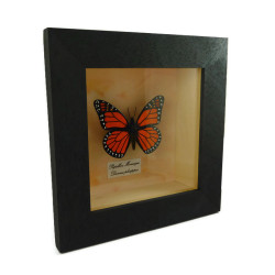 Orange black faux Monarch butterfly box frame