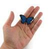 Royal blue and black Morpho butterfly bun pin