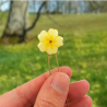 Light yellow primrose flower bun pin