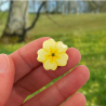 Pastel yellow primrose flower magnet