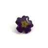 Eco-friendly dark purple primrose flower pin badge