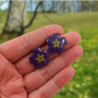 Dark purple primeroses flowers ear ships