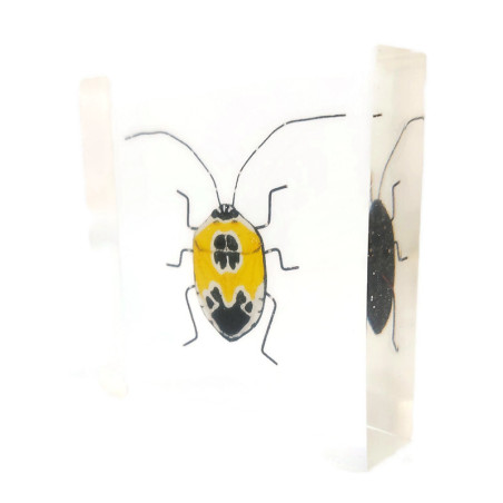 Fake yellow and black bug included in a clear epoxy resin block
