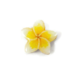 White and yellow Frangipani flower magnet