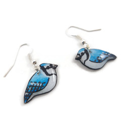 Boucles d'oreilles geais bleus