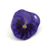 Purple pansy ear stud (sold individually)