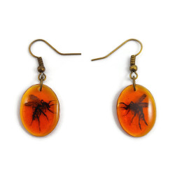 Boucles d'oreilles moustiques dans l'ambre