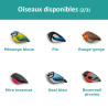 All birds available (2/3)