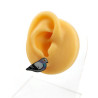 Puces d'oreilles pigeons biset